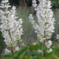 Preview: Muskateller-Salbei Vatican White (Salvia sclarea Vatican White)