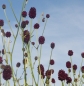 Preview: Gewöhnlicher Wiesenknopf (Sanguisorba officinalis)