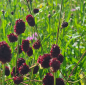 Preview: Gewöhnlicher Wiesenknopf (Sanguisorba officinalis)