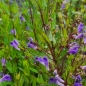 Mobile Preview: Sumpf-Helmkraut (Scutellaria galericulata)