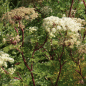 Preview: Himalaya-Silge (Cortia wallichiana, alt: Selinum wallichianum)