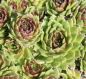 Preview: Sempervivum hybride Silberkarneol (Hauswurz)