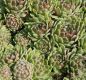 Preview: Hauswurz HeyHey (Sempervivum hybride)
