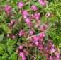 Preview: Tag-Lichtnelke (Silene dioica, Melandryum rubrum)