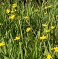 Preview: Binsenlilie (Sisyrinchium californicum)