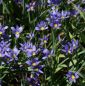 Preview: Binsenlilie Lucerne (Sisyrinchium angustifolium Lucerne)