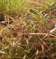 Preview: Zottenraugras (Spodiopogon sibiricus West Lake)