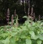Preview: Wald-Ziest (Stachys sylvatica)