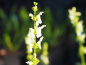 Preview: Aufrechter Ziest (Stachys recta)