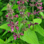 Preview: Wald-Ziest (Stachys sylvatica)