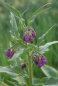 Preview: Echter Beinwell (Symphytum officinale)