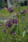Preview: Echter Beinwell (Symphytum officinale)