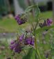 Preview: Echter Beinwell (Symphytum officinale)