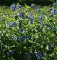 Preview: Beinwell Pagels Blau (Symphytum peregrinum Pagels Blau)