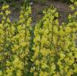 Preview: Fuchsbohne, Goldlupine (Thermopsis lanceolata)