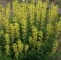 Preview: Fuchsbohne, Goldlupine (Thermopsis lanceolata)