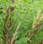 Preview: Fuchsbohne, Goldlupine (Thermopsis lanceolata)