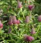 Preview: Purpurklee (Trifolium rubens)