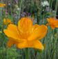 Preview: Trollblume Golden Queen, Goldkönigin (Trollius chinensis Golden Queen, Goldkönigin)