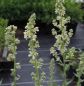 Preview: Mehlige Königskerze (Verbascum lychnitis)