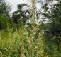 Preview: Mehlige Königskerze (Verbascum lychnitis)