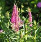 Preview: Wiesen-Ehrenpreis First Love (Veronica longifolia First Love, neu: Pseudolysimachion longifolium First Love)
