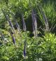 Preview: Kandelaber-Ehrenpreis Kobaldkaars (Veronicastrum sibiricum Kobaldkaars)