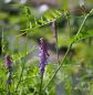 Preview: Vogelwicke (Vicia cracca)