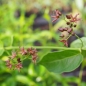 Preview: Braune Schwalbenwurz (Vincetoxicum fuscatum)