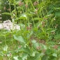 Preview: Braune Schwalbenwurz (Vincetoxicum fuscatum)