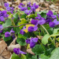 Preview: Duftveilchen (Viola odorata)