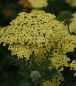 Preview: Schafgarbe Credo (Achillea filipendulina Credo)