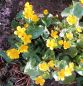 Preview: Sumpf-Dotterblume (Caltha palustris)