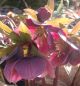 Preview: Purpur-Christrose (Helleborus orientalis)