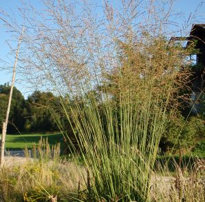 Riesen-Pfeifengras Skyracer (Molinia arundinacea Skyracer)