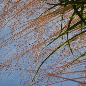 Riesen-Pfeifengras Skyracer (Molinia arundinacea Skyracer)