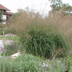 Riesen-Pfeifengras Skyracer (Molinia arundinacea Skyracer)