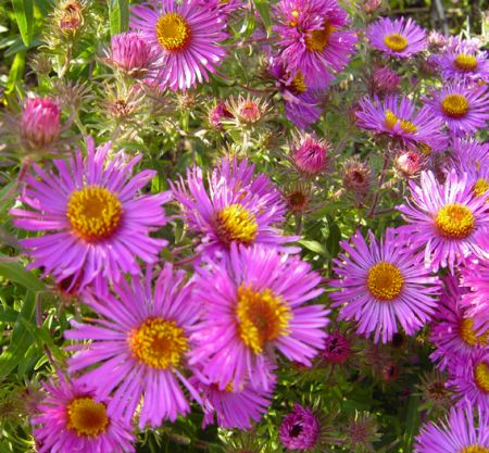 Raublatt-Aster Abendsonne (Aster novae-angliae Abendsonne)