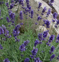 Lavendel Hidcote Blue (Lavandula angustifolia Hidcote Blue)
