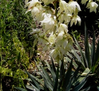 Palmlilie (Yucca filamentosa)