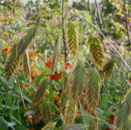 Plattährengras (Chasmanthium latifolium)