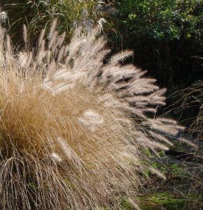 Lampenputzergras Hameln (Pennisetum alopecuroides Hameln)