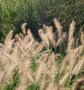 Lampenputzergras Hameln (Pennisetum alopecuroides Hameln)