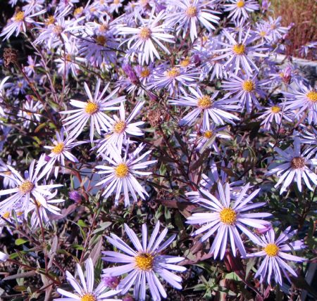 Pyrenäen-Aster Lutetia (Aster pyrenaeus Lutetia)