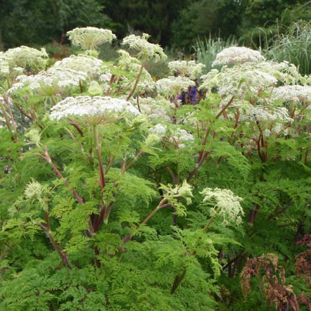 Himalaya-Silge (Cortia wallichiana, alt: Selinum wallichianum)