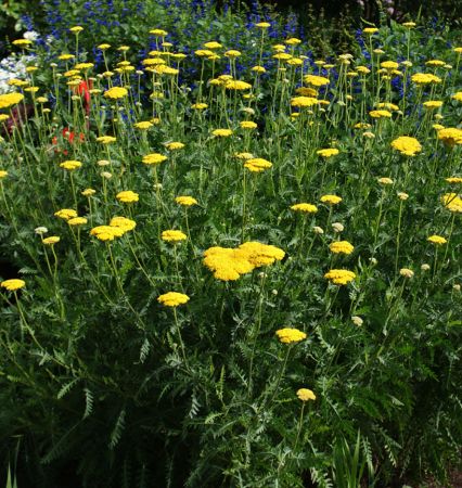 Schafgarbe Coronation Gold (Achillea filipendulina Coronation Gold)