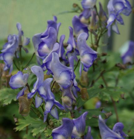 Eisenhut (Aconitum arcuatum)