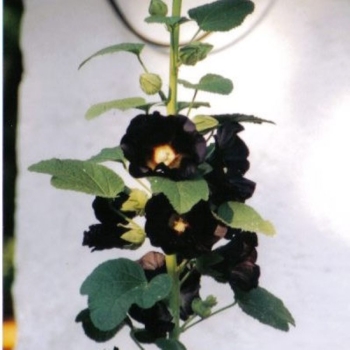 Stockrose (Alcea rosea var. nigra)