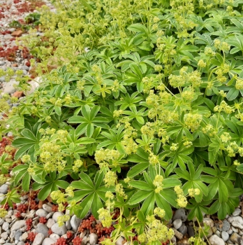 Hoppes Frauenmantel (Alchemilla hoppeana)