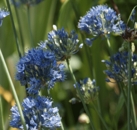 Preview: Enzian-Lauch (Allium caeruleum, Allium azureum)